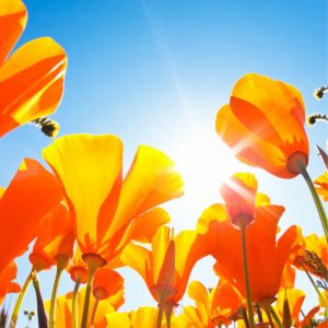 IFS Nivel 1 Septiembre - Octubre 2025 Online Organizado por Madrid