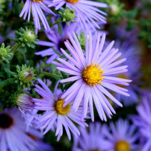 IFS Nivel 1 Septiembre - Noviembre 2026 Online Organizado por Madrid