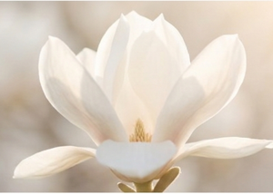 Sexualidad Liderada por el Self: Un Enfoque IFS